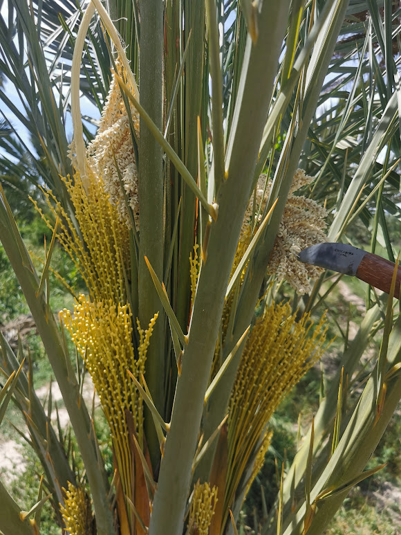 La Polinización de la Palmera Datilera: Clave para Producir Dátiles de Gran Calidad en Elche